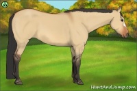 Horse Color:Bay Dun