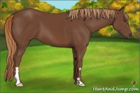 Horse Color:Chestnut Frame