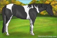 Horse Color:Black Tobiano 