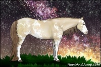 Horse Color:Grullo Pearl Sabino 