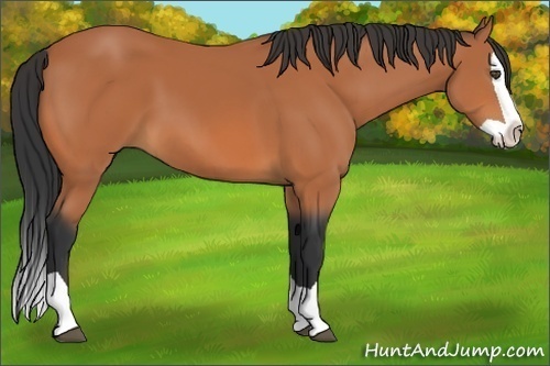 Horse Color:Bay Splash 
