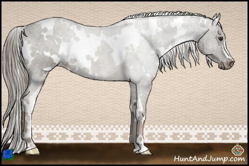 Horse Color:White Spotted Chocolate Palomino Appaloosa