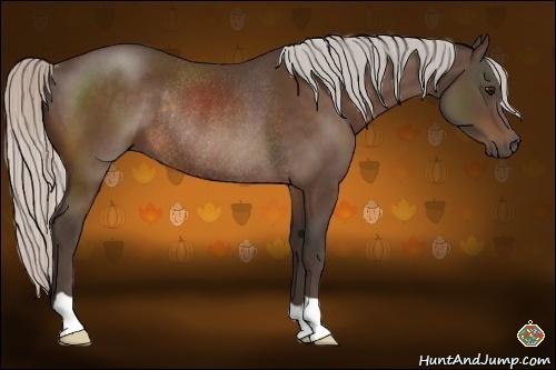 Horse Color:Silver Bay Rabicano