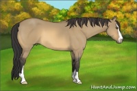 Horse Color:Unknown 