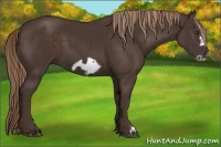 Horse Color:Liver Chestnut Frame 