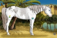 Horse Color:White Spotted Grullo Splash Varnish 