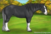 Horse Color:Black Splash