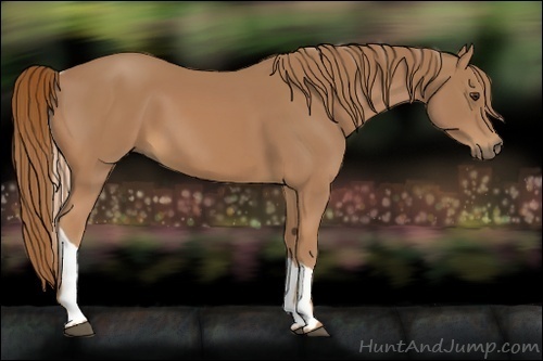 Horse Color:Chestnut Tobiano 