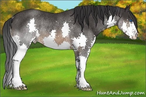 Horse Color:Brown Splash Rabicano 