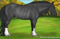 Horse Color:Black Rabicano 