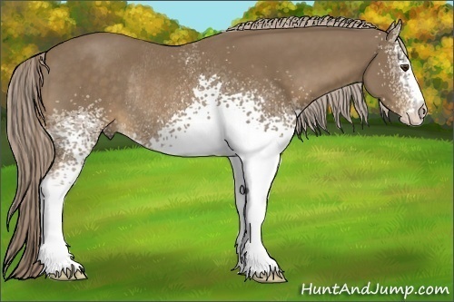 Horse Color:White Spotted Chocolate Palomino Sabino Rabicano 