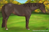 Horse Color:Liver Chestnut Frame 