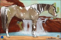 Horse Color:White Spotted Liver Red Dun Sabino 