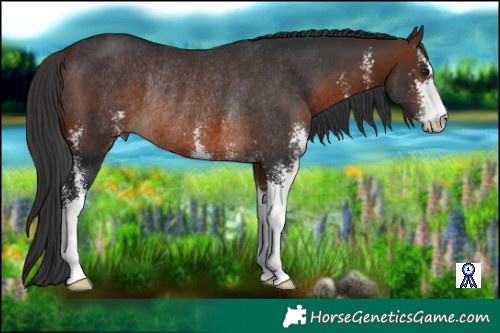 Horse Color:Brown Sabino Rabicano