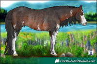 Horse Color:Brown Sabino Rabicano