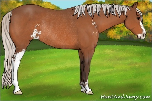 Horse Color:Silver Bay Sabino Rabicano 