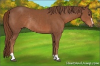 Horse Color:Chestnut Sabino Rabicano 