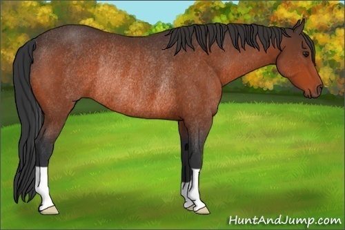 Horse Color:Bay Rabicano