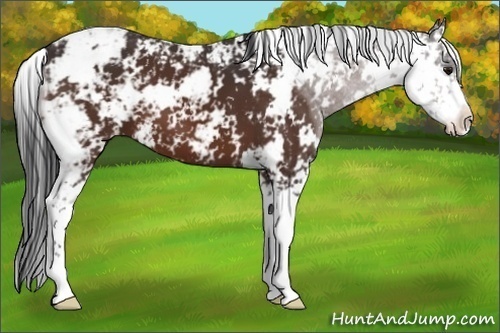 Horse Color:Bay Sabino 