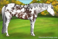 Horse Color:Bay Sabino 