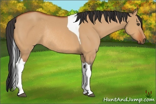 Horse Color:Bay Dun Tobiano Rabicano