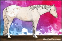 Horse Color:Gold Champagne Appaloosa 