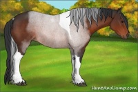 Horse Color:Bay Sabino Tobiano Rabicano