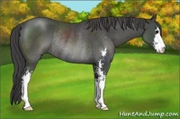 Horse Color:Smoky Black Sabino Rabicano 