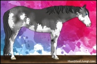 Horse Color:Black Splash