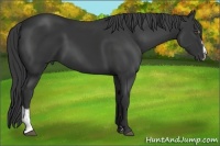 Horse Color:Black Sabino Frame 
