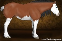 Horse Color:Bay Splash 