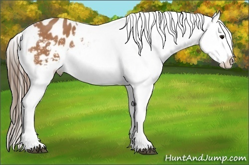 Horse Color:Buckskin Appaloosa 