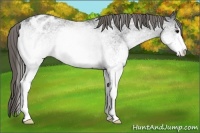 Horse Color:White Spotted Smoky Black Sabino Appaloosa 
