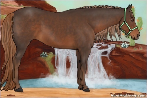 Horse Color:Liver Chestnut 