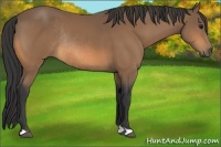 Horse Color:Buckskin Rabicano 