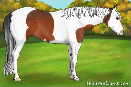 Horse Color:Brown Splash Tobiano