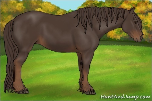 Horse Color:Liver Chestnut Sabino 