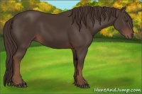 Horse Color:Liver Chestnut Sabino