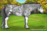 Horse Color:White Spotted Blue Roan Splash Frame Appaloosa