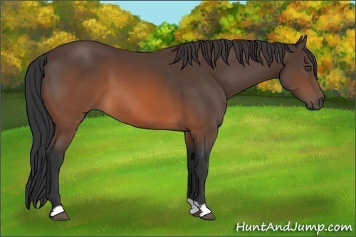 Horse Color:Brown 