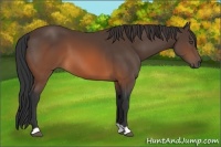 Horse Color:Brown 