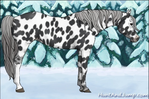 Horse Color:Black Near Leopard 
