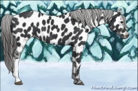Horse Color:Black Near Leopard 