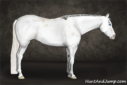 Horse Color:Smoky Creme Sabino Splash Rabicano 