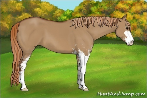 Horse Color:Red Dun Sabino 