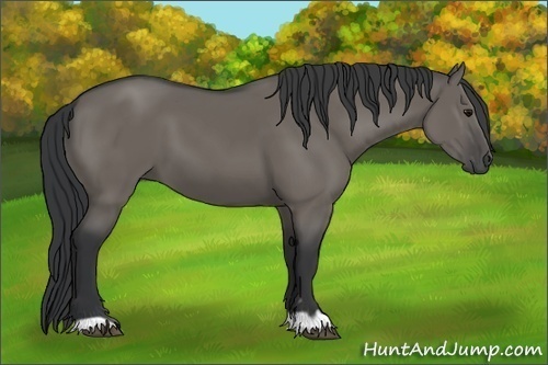 Horse Color:Grullo 