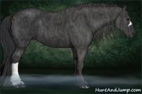Horse Color:Black  Brindle