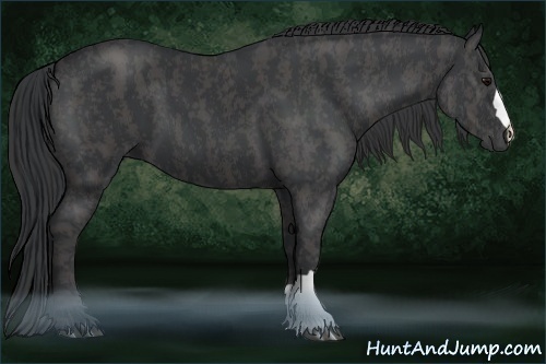 Horse Color:Black  Brindle