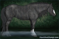 Horse Color:Black Brindle