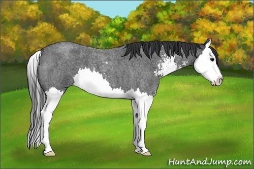 Horse Color:Blue Roan Sabino Splash 